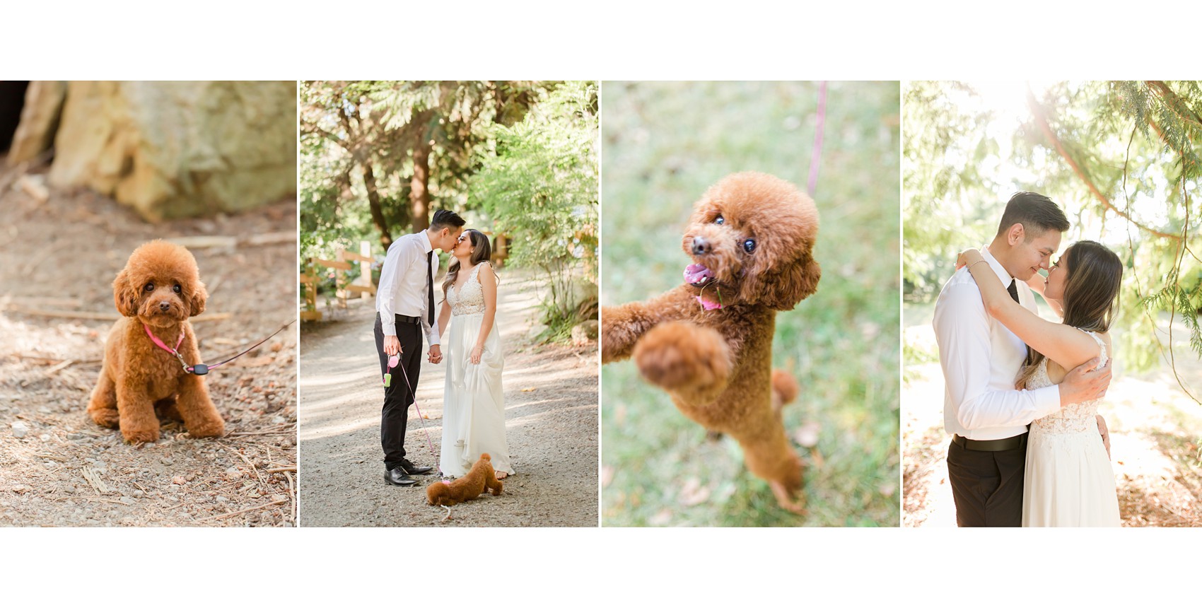 West Vancouver Whytecliff Engagement Session - with couple's brown toy poodle, couple kissing 