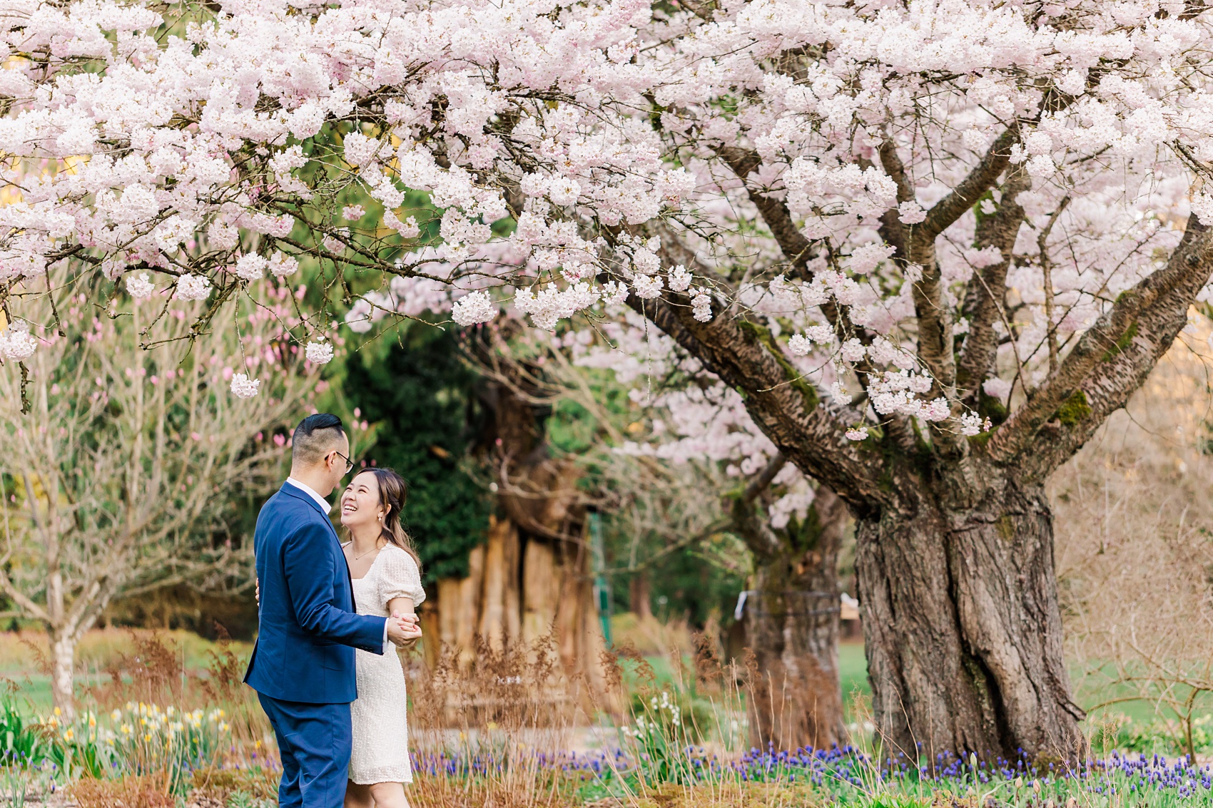 Stanley Park Cherry Blossoms engagement photo in Vancouver, BC, couple dancing under a big  Akebono cherry blossom tree