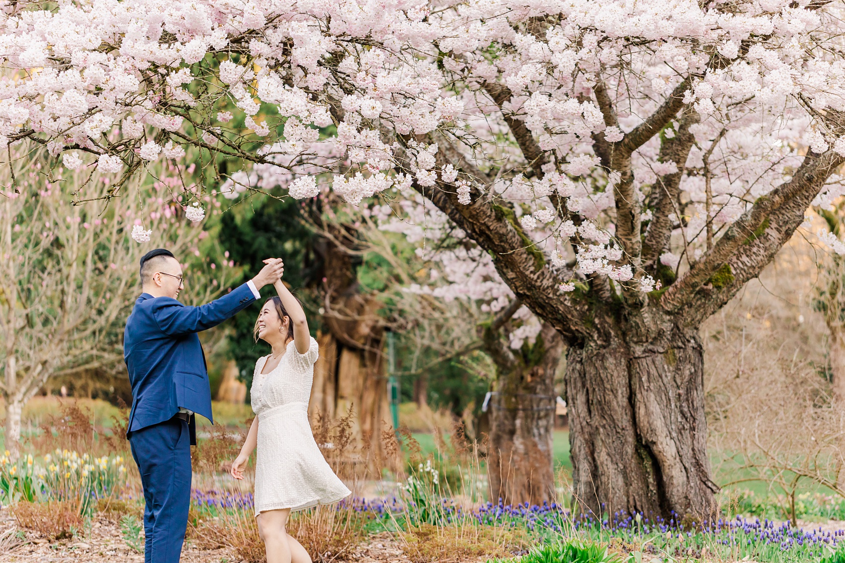 Stanley Park Cherry Blossoms engagement photo in Vancouver, BC, couple dancing under a big  Akebono cherry blossom tree