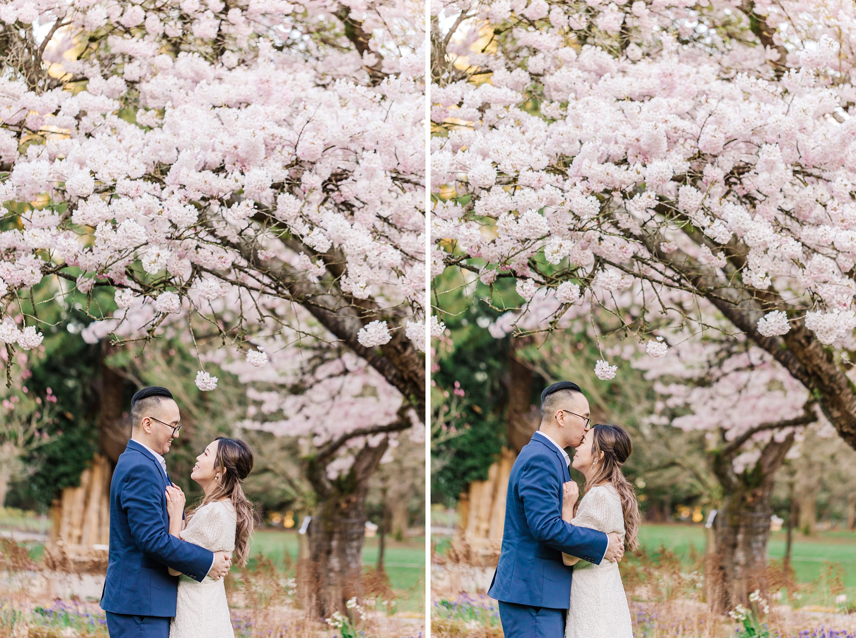 Stanley Park Cherry Blossoms engagement photo in Vancouver, BC, bride and groom under a big  Akebono cherry blossom tree